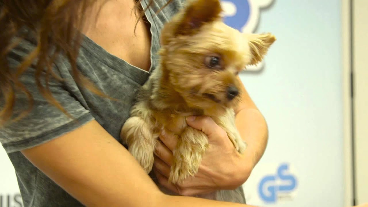 XPOWER B-55 Home Pet Dryer