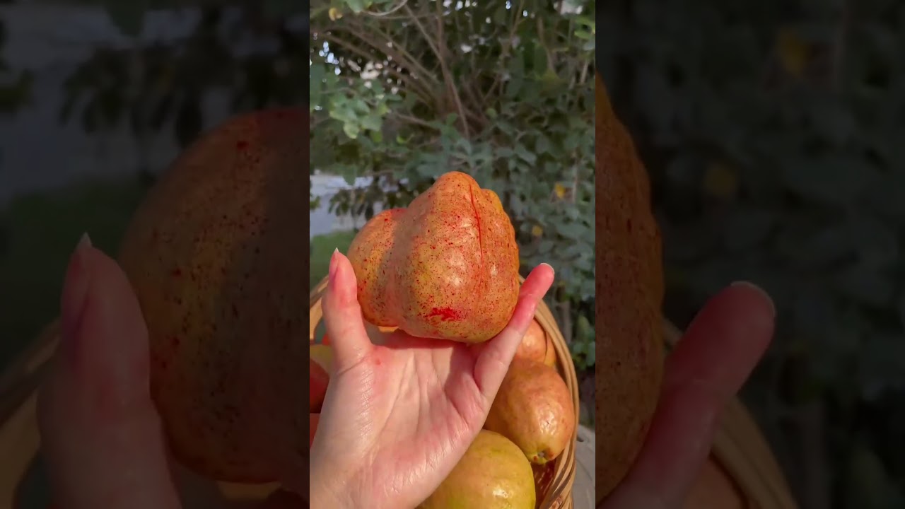 Origin agricultural products seasonal fruit heart guava 