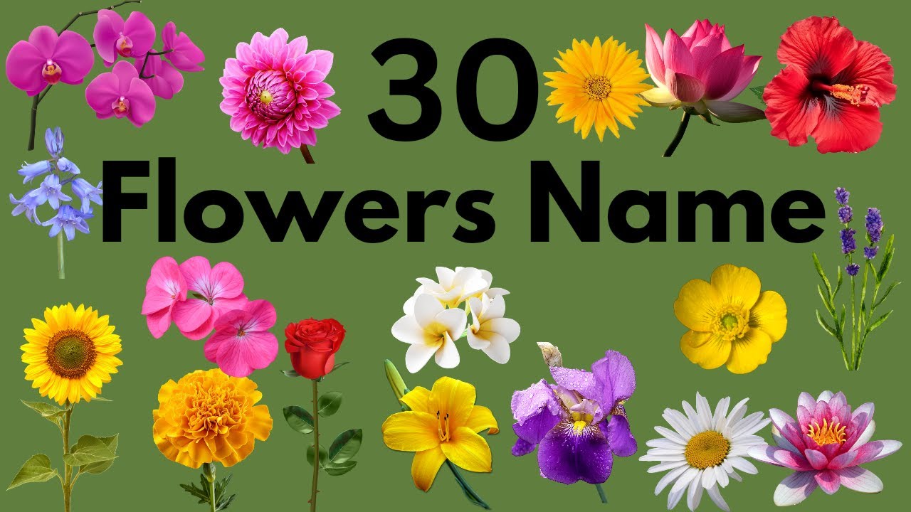 Flowers Name30 flowers Name with picturesLKGUKGpreschoollearn flowers Nameflowers Name