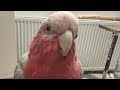 Look at what my galah does when she finds out we are recording…Disclaimer:VERY SCARY