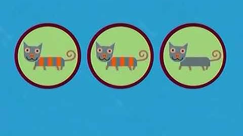 noggin cat differences