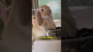 El Conejo Enano Holandés: ¡El Más Tierno del Mundo! #mascotas #curiosidades #naturaleza #shorts