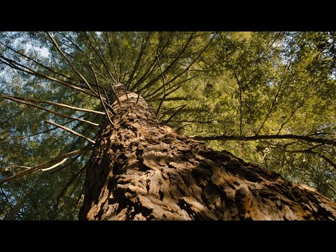 Redwood trees on UC Berkeley's campus