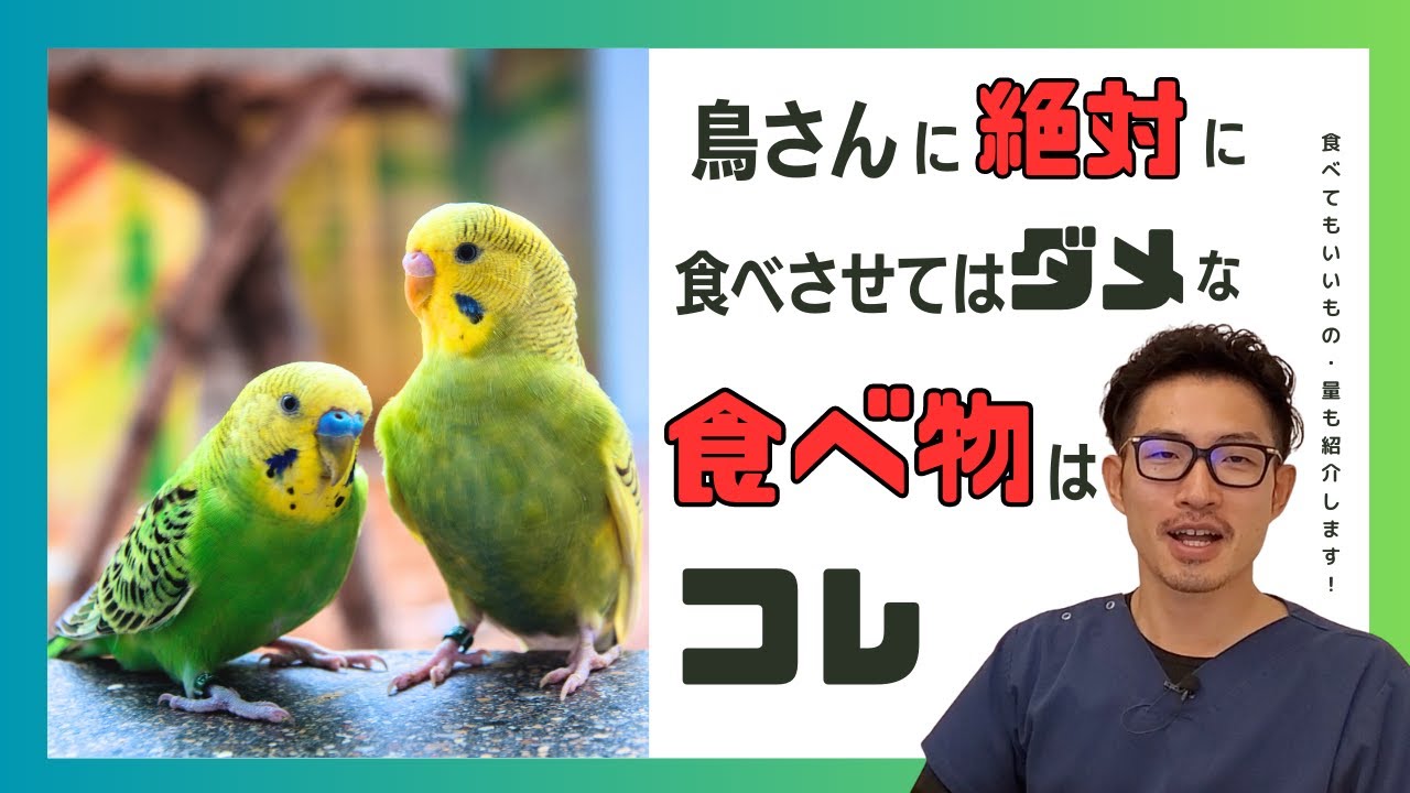【質問コーナー】インコ糞便検査で菌が多いと指摘された。なぜ？肝肥大の薬は苦いものなの？がっついて食べるのに吐くことが増えた…なぜですか？うさぎの爪をインコが食べた。大丈夫などにお答えしました！