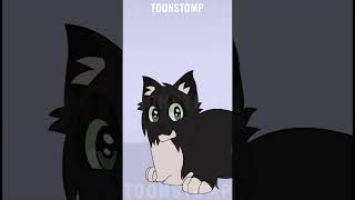 maxwell cat