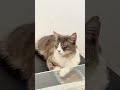 Cutest Museum Ever in the City of Cats -  Karakoy, İstanbul, Turkey