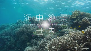 DVD】海中絶景世界 Amazing Blue in the World | 日本水中映像
