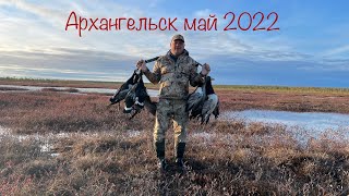 Охота на гуся. Шикарные майские налёты в Архангельске