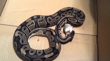 Ball python kills mouse twice then eats it