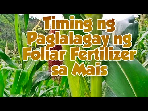 Video: Paano Pumili Ng Tamang Mais Sa Cob