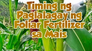 Epektibong paglalagay ng foliar fertilizer sa Mais