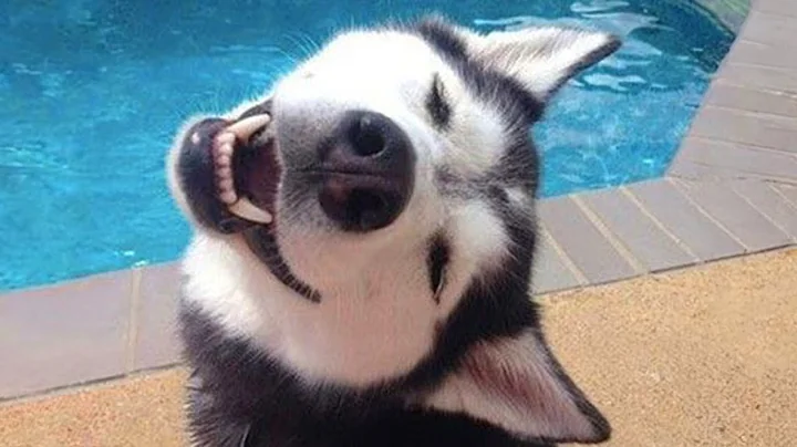 Video 5957961: laugh funniest cats dogs, funniest hilarious cat dog, animals funniest cats dogs, laugh cats dogs funny, loud funny cat