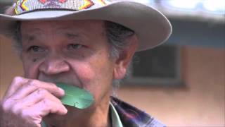Download Lagu Ossie Cruze: Aboriginal Elder Plays Gum Leaf MP3 Download Lagu Ossie Cruze: Aboriginal Elder Plays Gum Leaf MP3