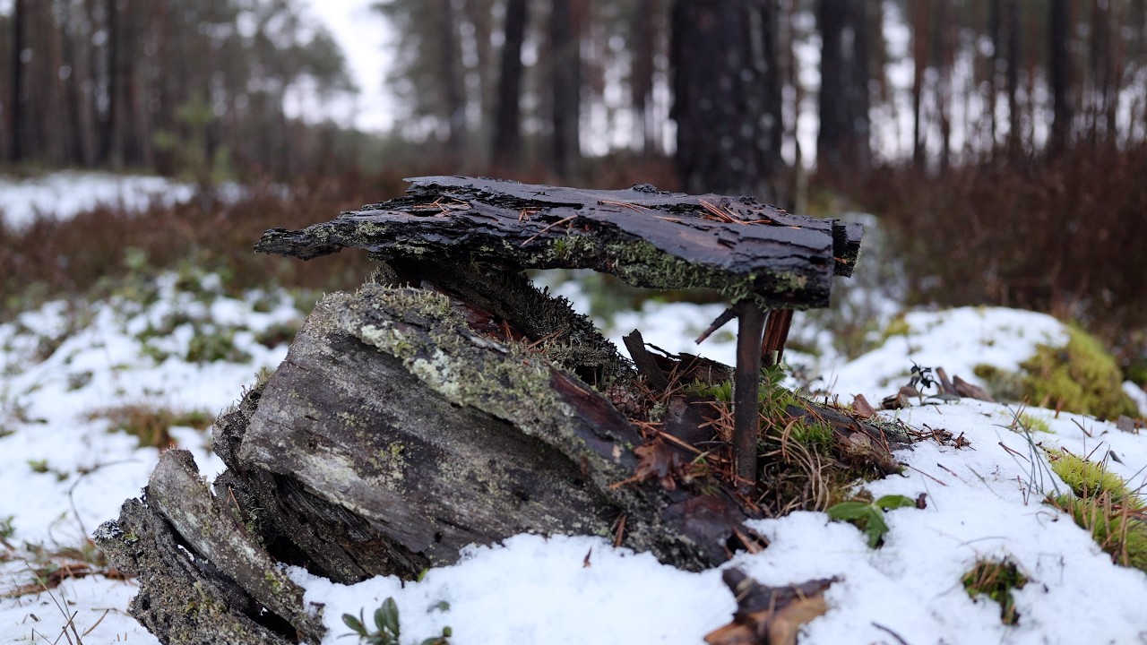 Augenblicke, heute Nachmittag in den Wald geschaut