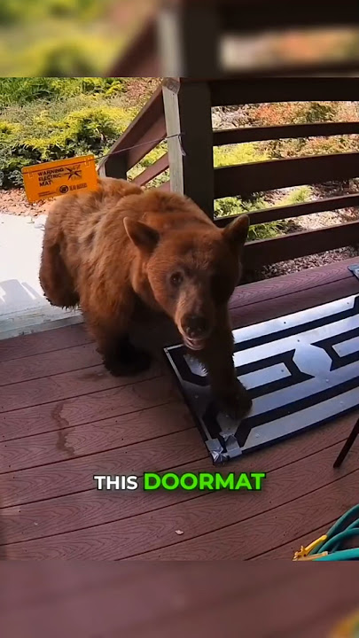 The Doormat That Scares Off Bears 🐻⚡ #shorts
