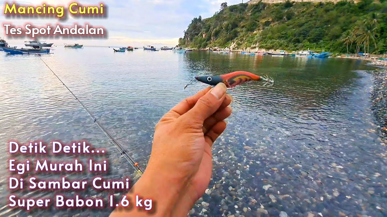 Sampai Gemetaran..!!! Cumi super babon bikin panik || Mancing cumi di pinggiran pantai pagi hari