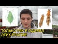 Трипс, тля, белокрылка не устоят от такой схемы борьбы с ними!