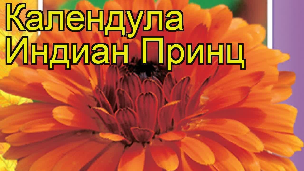 Календула Индиан Принц. Краткий обзор, описание характеристик calendula ...