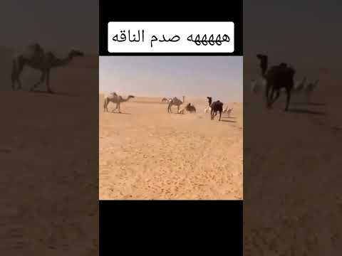 الحصان صدم الناقة وطاح الخيال معاد مسك