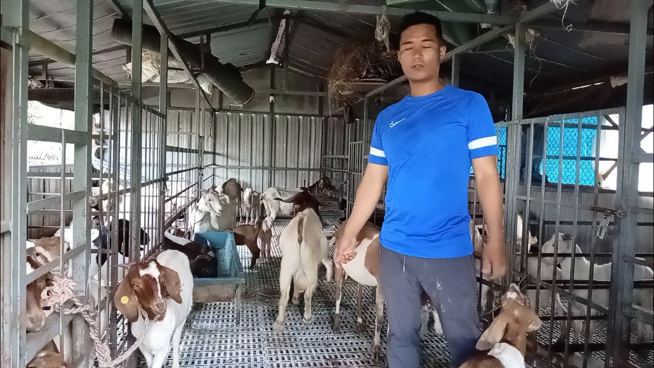 काजिमान गुरुङ को बाख्रा पालन