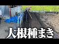 大根種まきの時期がやってきました【耐病総太り】【土作り】【元肥】