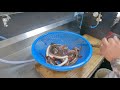 Korean Food -wild caught fish Pohang Seafood Korea