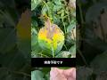 重曹で花が生き返る3つの方法