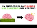 Cómo Eliminar Las Malas Hierbas Del Cerebro