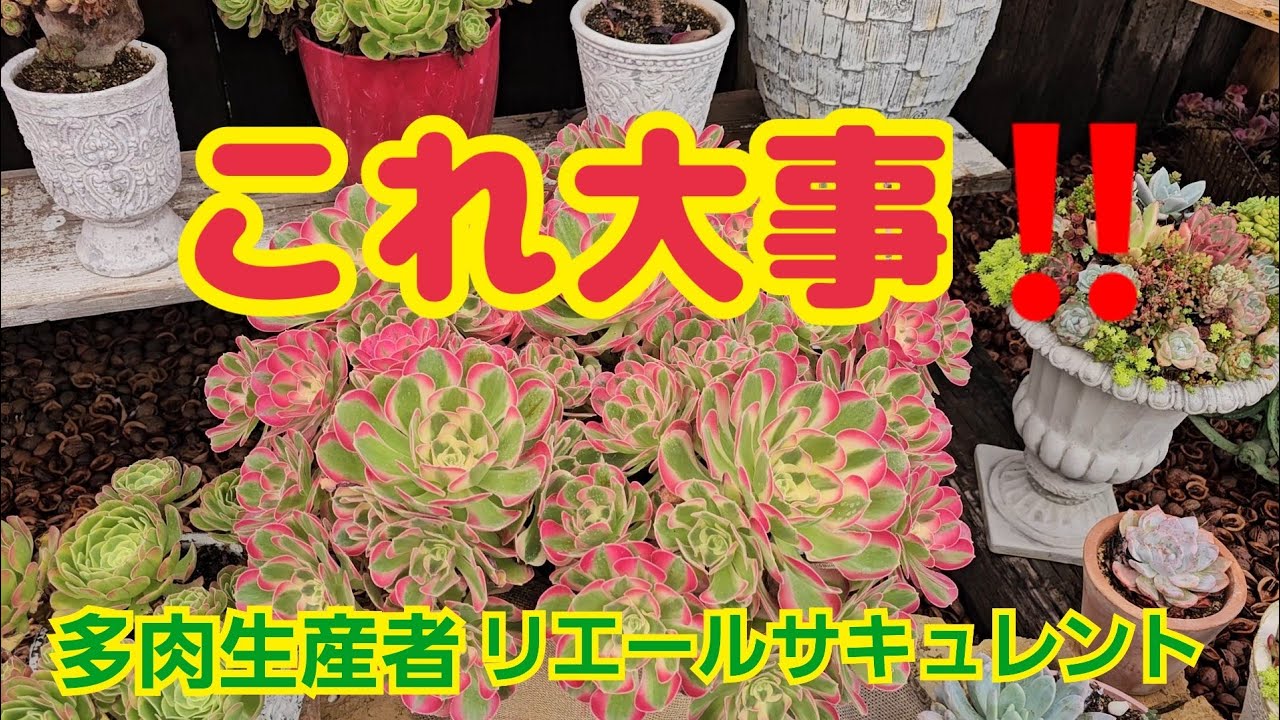 多肉植物】【これ大事】これ大事‼️2025年7月6日 - YouTube