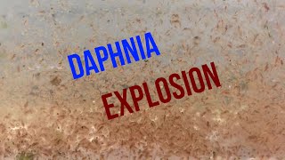 Daphnia Explosion  How to Raise Daphnia and Feed Your Entire Fish Room