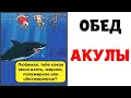 Лютые приколы. ОБЕД АКУЛЫ | Мемы