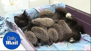 Cat becomes a wet nurse to orphaned baby hedgehogs - Daily Mail