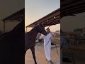 من افخم خيول الزوليات الفحل هتان المدرب محمد الكثيري خيل خيل وخياله تدريب ركوب الخيل عسف