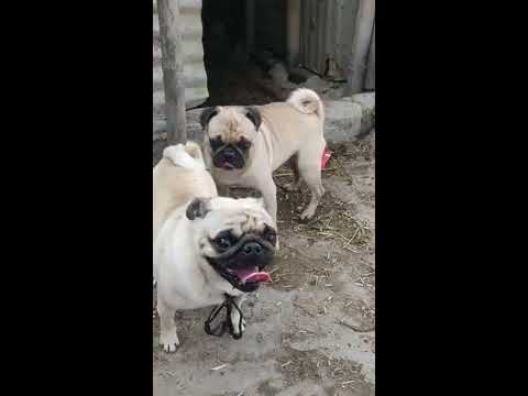 Two Cute Pug Dogs Breeding - Pug Cute Dog Videos