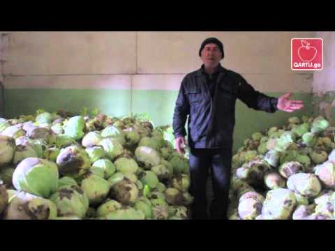 კომბოსტოს ჭარბი მოსავალი ნადარბაზევში