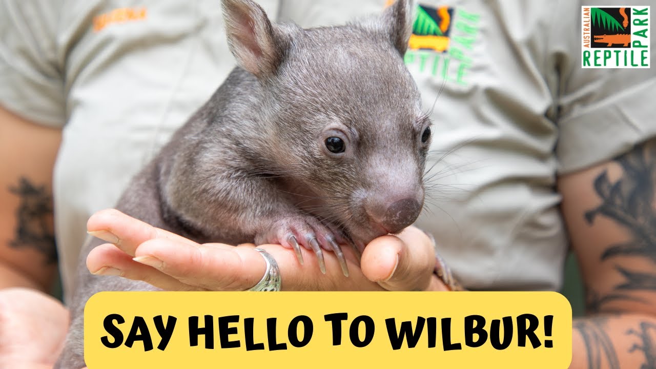 Our Newest Wombat Joey | Australian Reptile Park