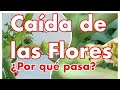 ¿Por qué se caen las flores sin dar fruto?