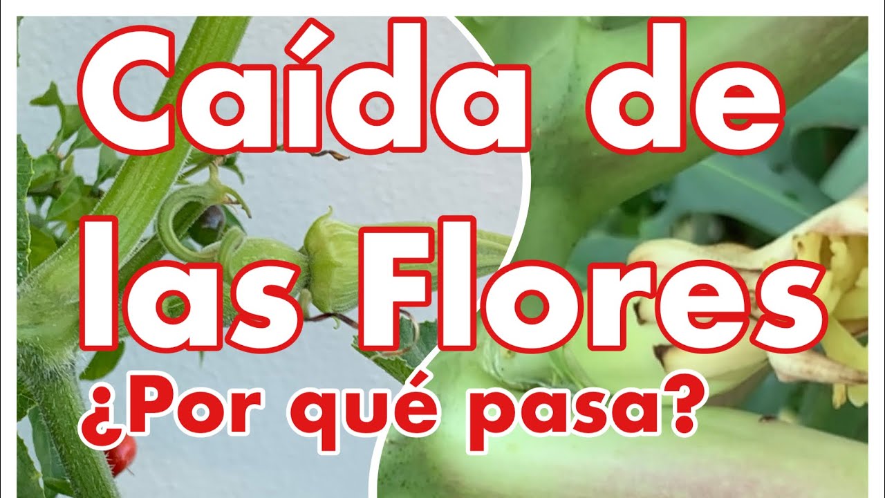 ¿Por qué se caen las flores sin dar fruto?