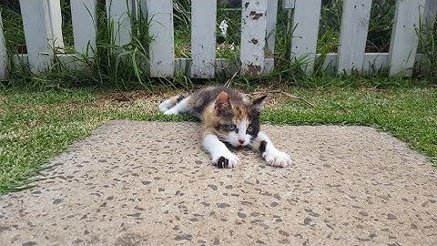 Calico kitten Penny playing in the backyard