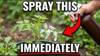Why You Should Spray Your Plants with Hydrogen Peroxide Immediately