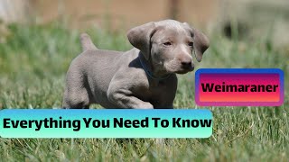 Weimaraner 101: Should You Bring One Home? by Animal Explorer 24 views 1 year ago 4 minutes, 13 seconds