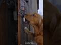 “Family’s Guardian Angel Dog”#dog #pets #shorts “ Video Content Intended for Adults”