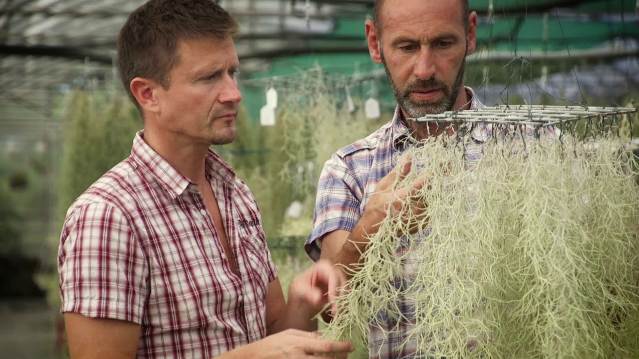 serre de culture pépinière tillandsia PROD