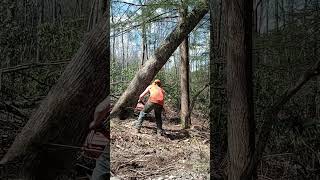 cutting a hard leaning tree. 372 XP