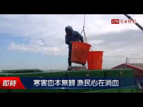 寒害血本無歸 漁民心在淌血 - 寒害血本無歸 漁民心在淌血