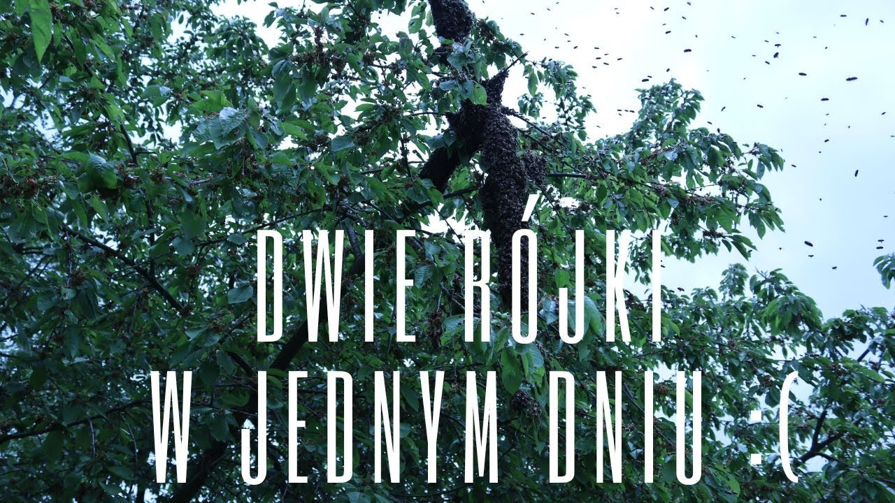 Jak zebrać rójkę z drzewa + osobliwa rójka