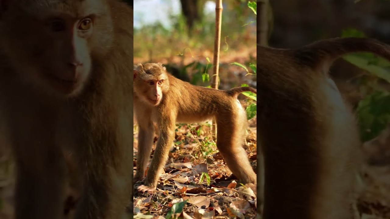 Sarika's family/Saro