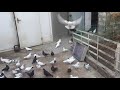 #Pigeon.О войне в Нагорном Карабахе.