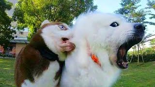 Funny Dogs Videos That Will Make You Laugh All Day Long 😹Funniest Pets Videos