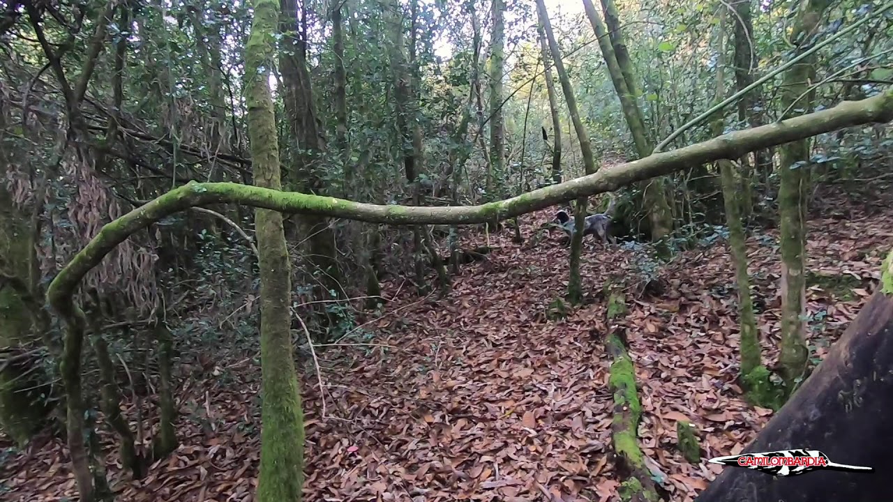 1ª Arcea tempada 2020-2021